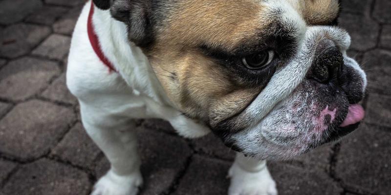 IPv6过渡技术实战指南：企业网络升级中的关键策略与数字资源整合