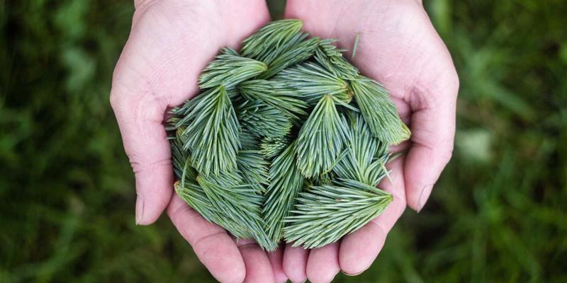 网络技术17：数字资源、技术社区与IT博客如何塑造现代开发者生态