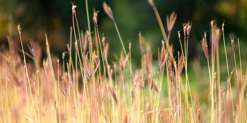 网络技术新纪元：基于意图的网络(IBN)概念解析、关键开发工具与实战案例