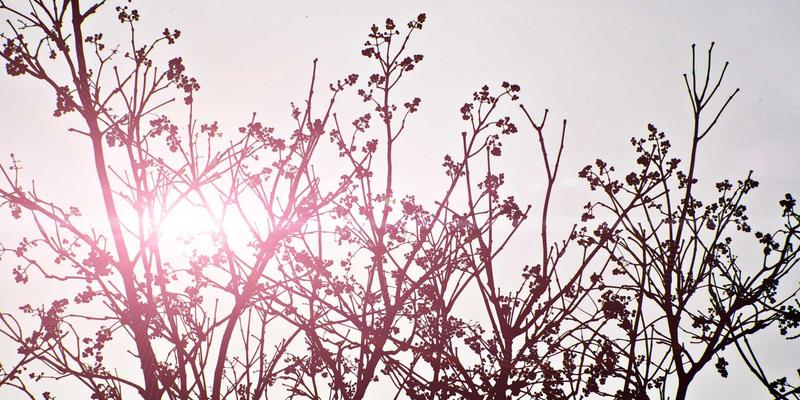 网络技术资源分享：如何通过技术社区加速你的成长之路